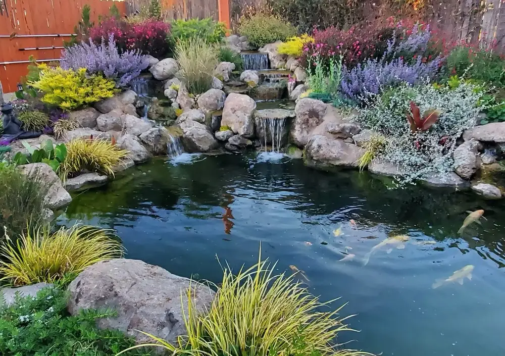 Koi pond with colorful koi, stone edges, and marginal planting